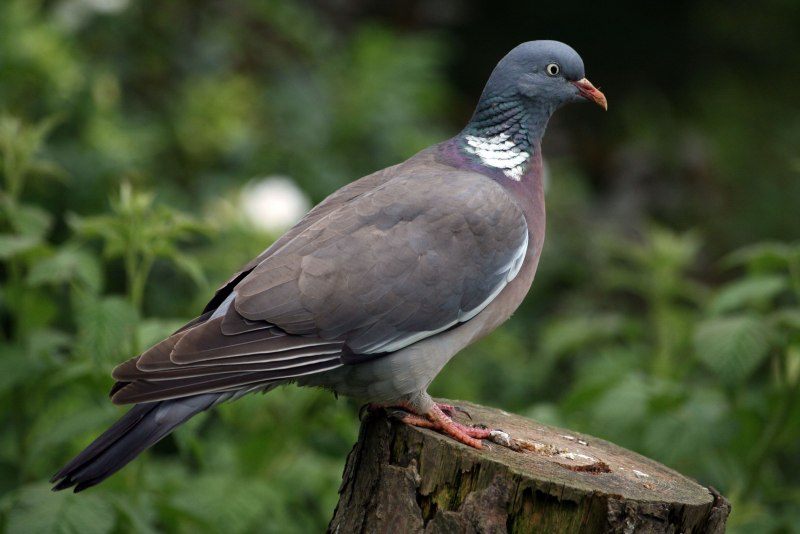 Голубь Columba palumbus