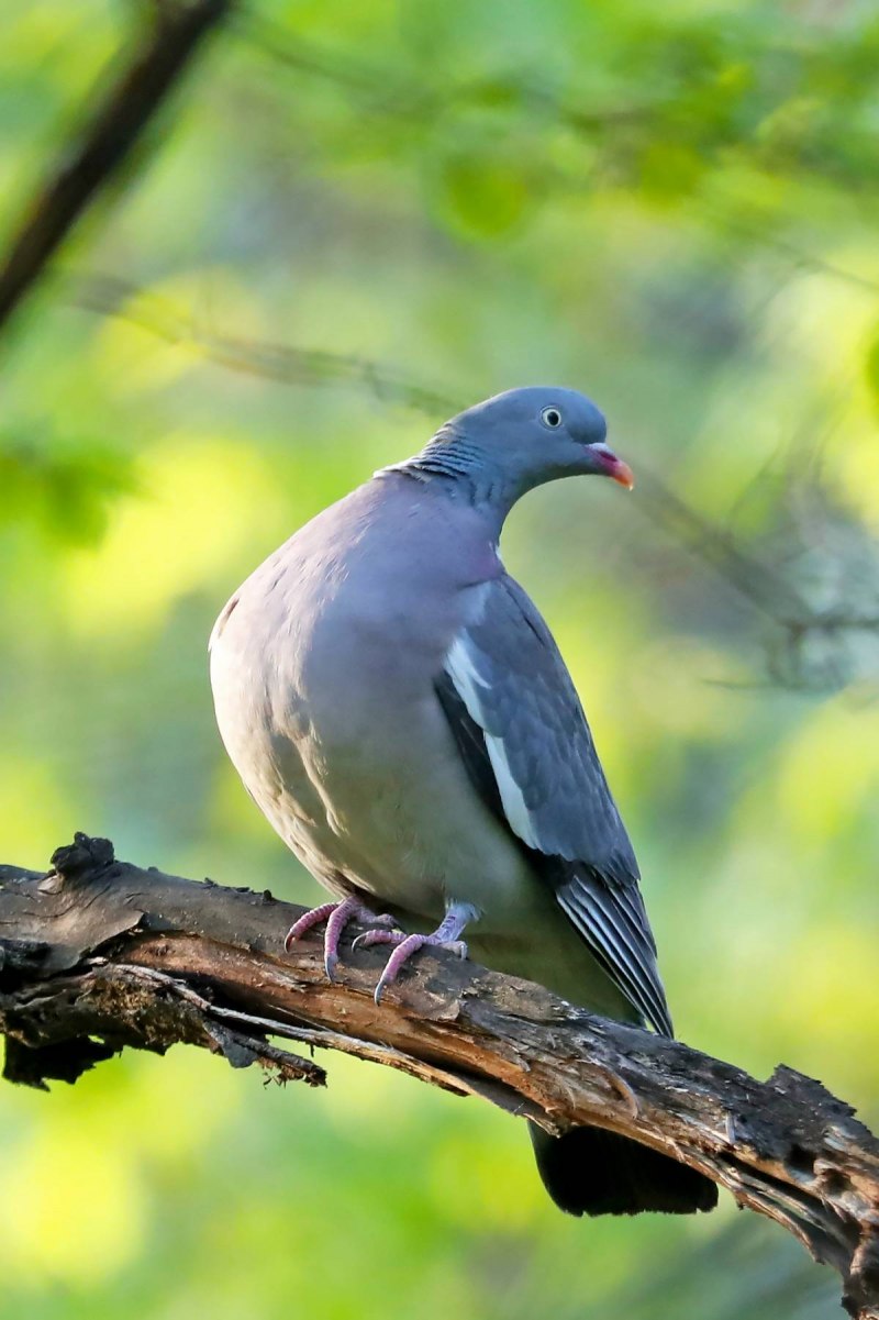 Вяхирь (Columba palumbus) на Урале