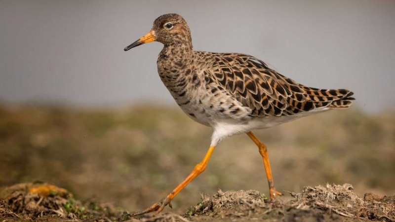 Турухтан (Philomachus pugnax)