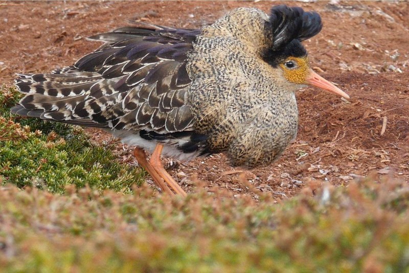 Турухтан (Philomachus pugnax)