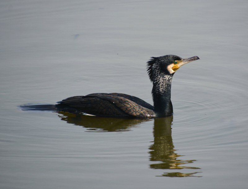 Baltic Birds
