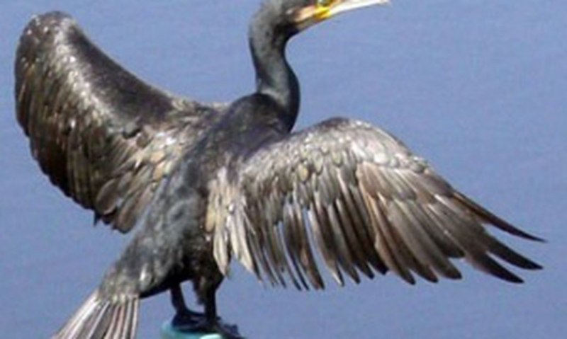 Phalacrocorax Carbo