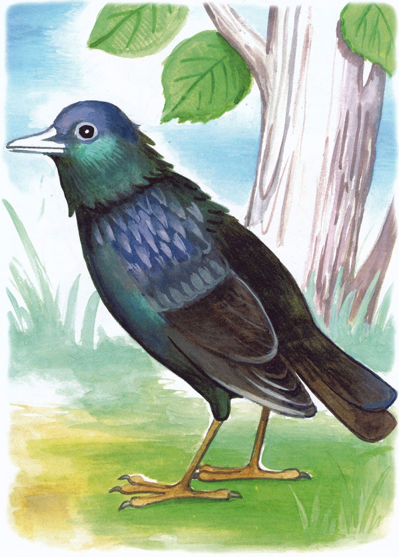 Скворечник раскраска