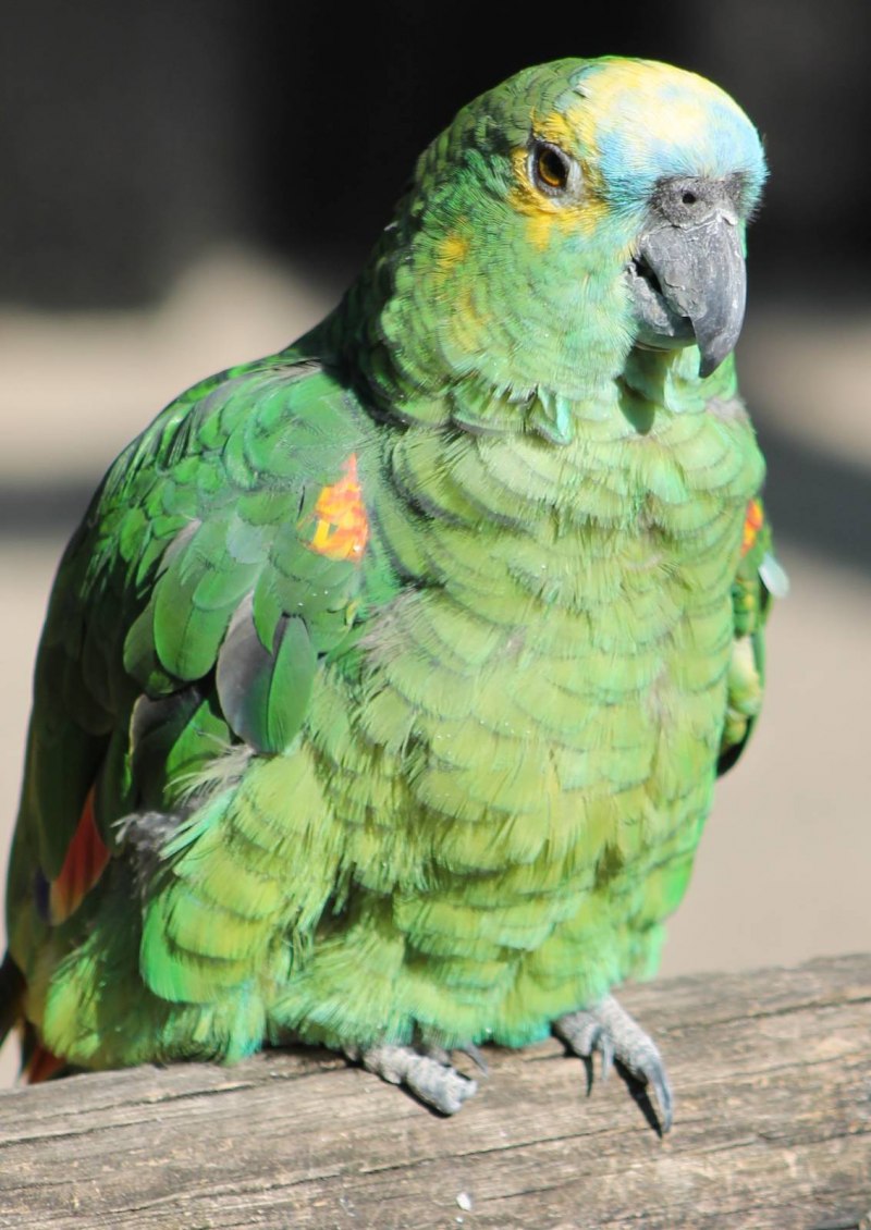 Orthopsittaca manilata