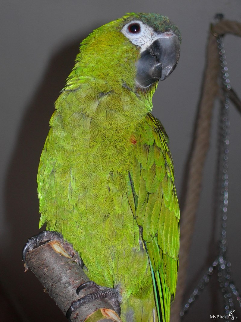 Small Parrot