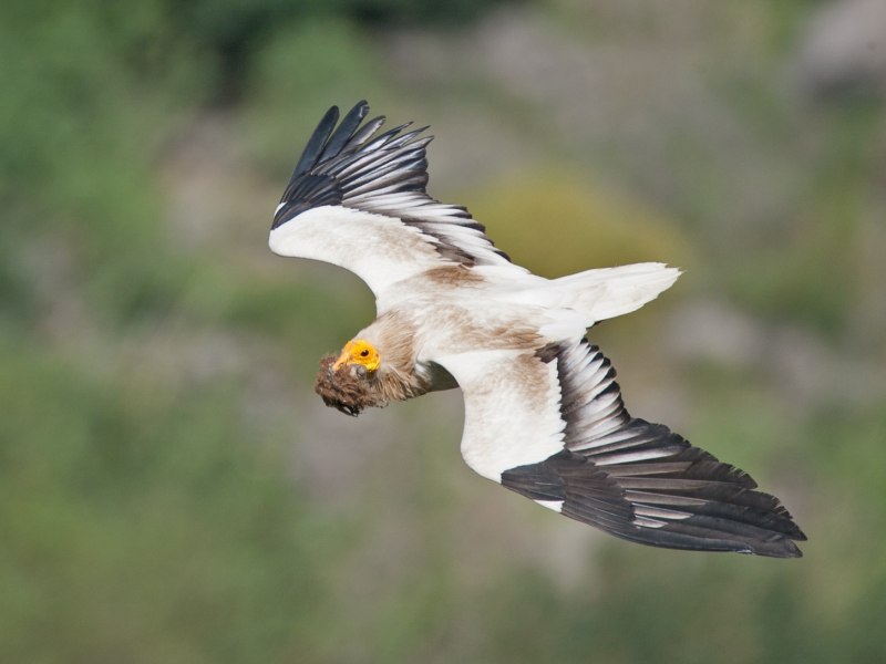 Neophron percnopterus птица