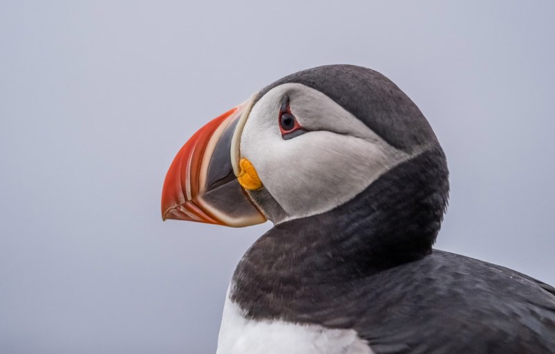 Puffin Тукан