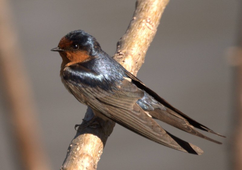Ласточки (Hirundo