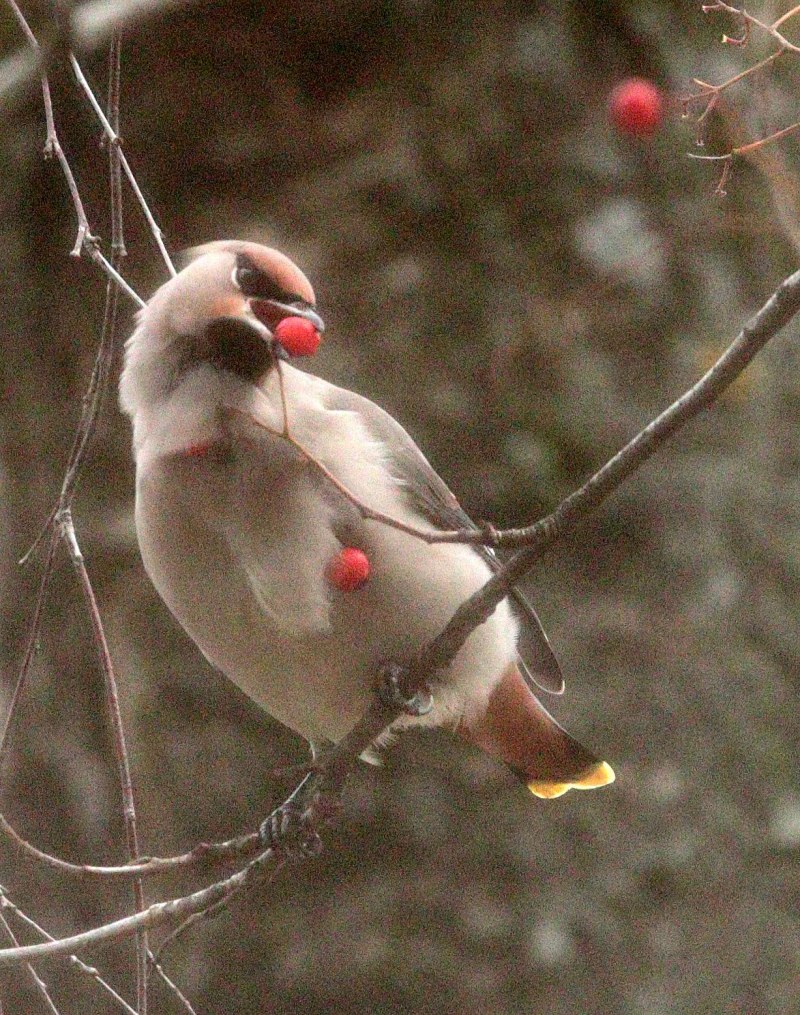 Bohemian Waxwing