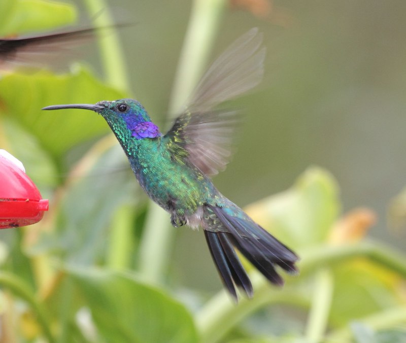 Green Violetear (Colibri thalassinus)