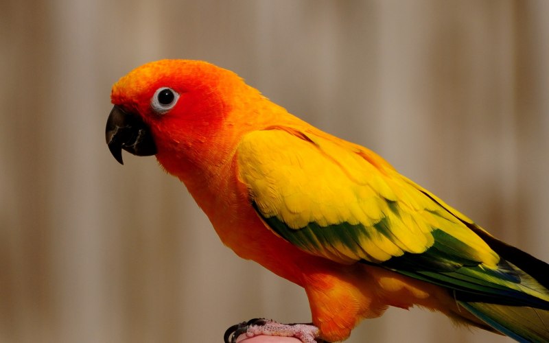 Попугай Macaw ок
