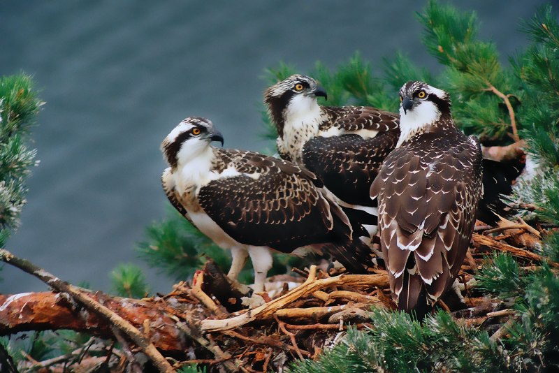 Скопы Pandion haliaetus ареал на карте