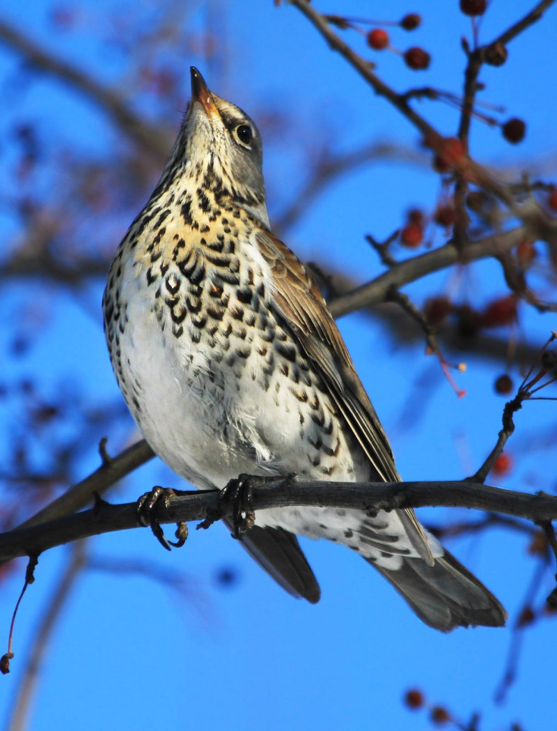 Рябинник (turdus pilaris