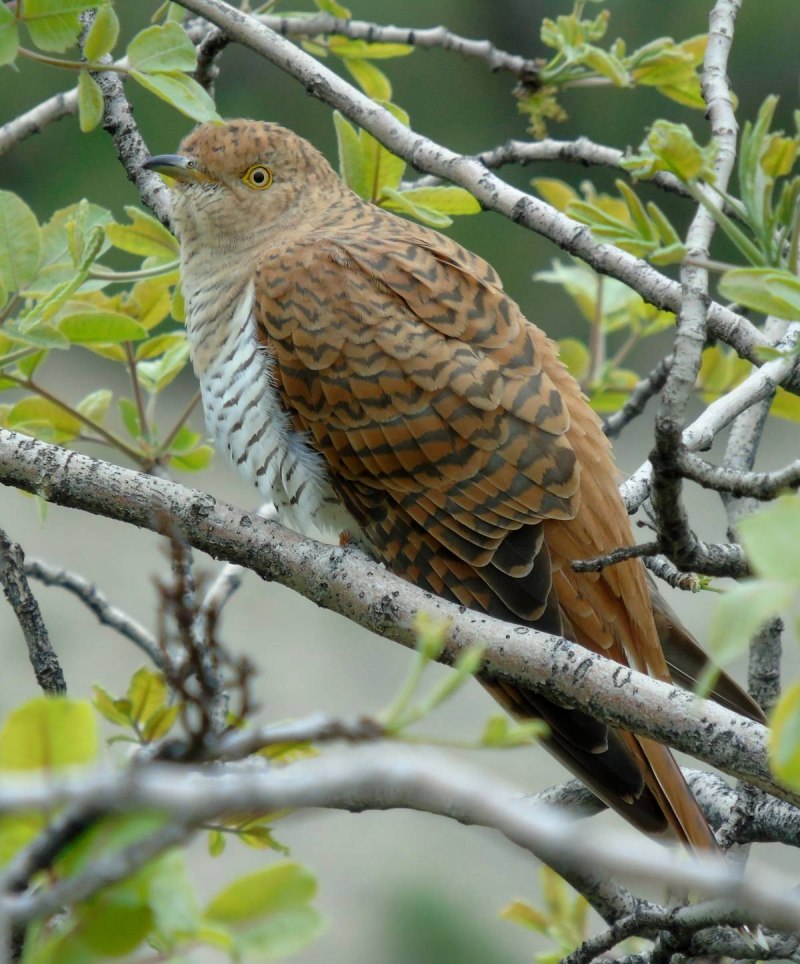 Птица Cuculus canorus