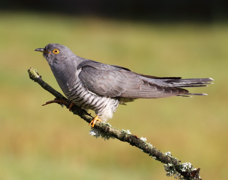 Cuckoo Bird