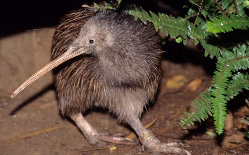 Apteryx haastii