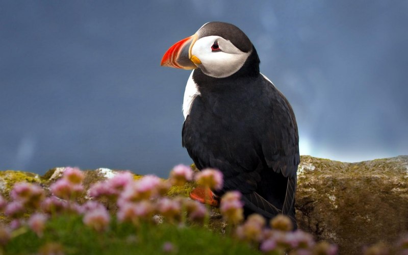 Puffin птица