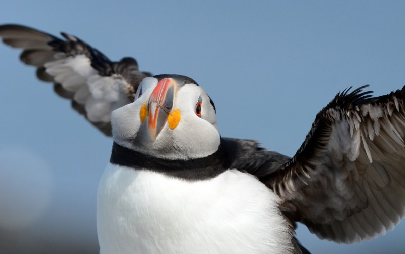 Puffin птица