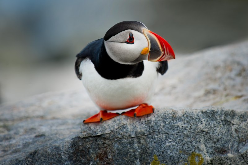 Atlantic Puffin птица
