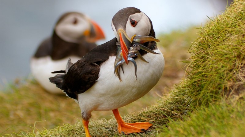 Atlantic Puffin птица
