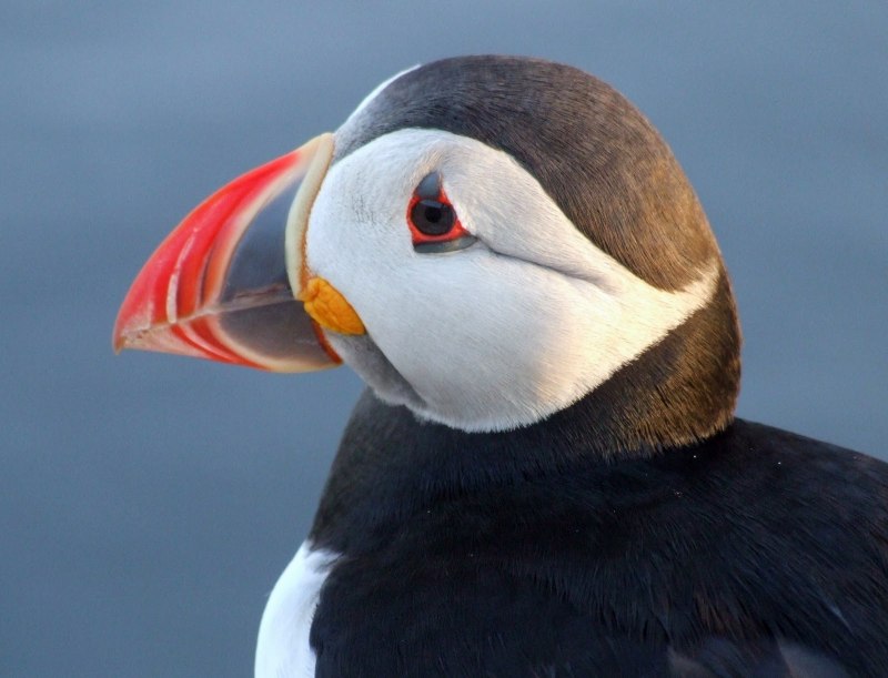 Puffin птица
