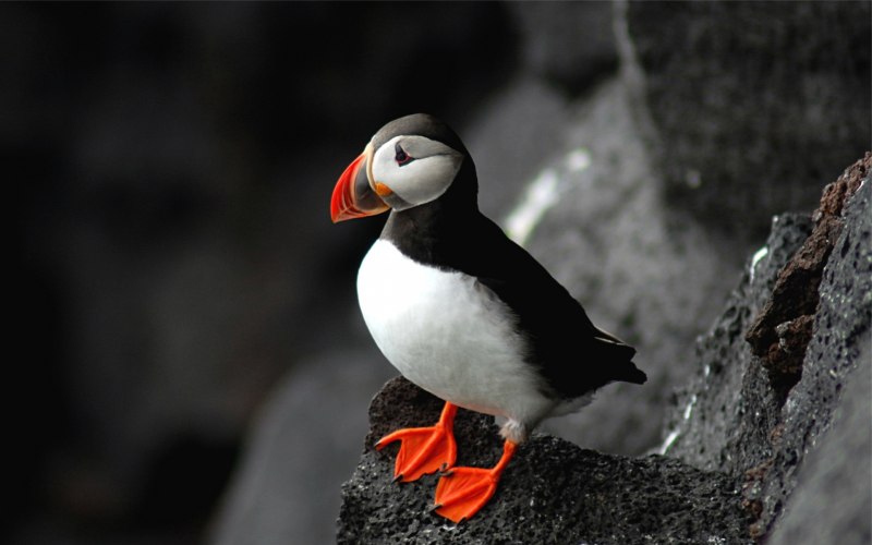 Буревестник Puffin
