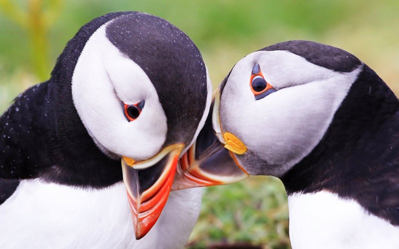 Atlantic Puffin птица