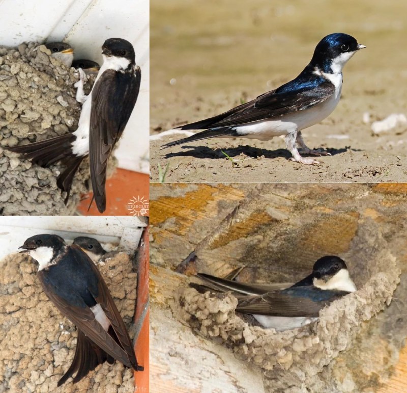 Ласточка городская (Delichon urbicum)