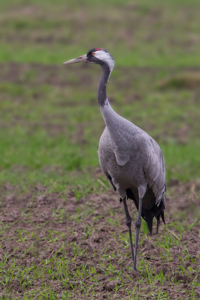 Серый журавль фото