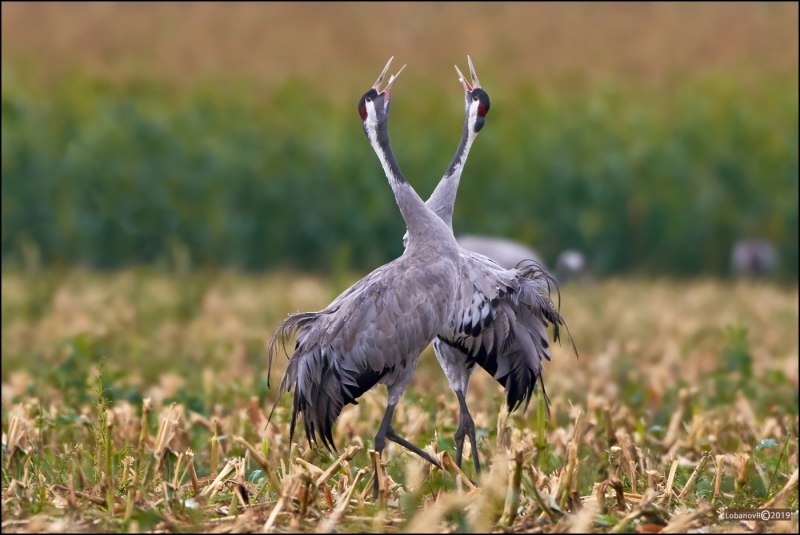 Серый журавль Grus Grus