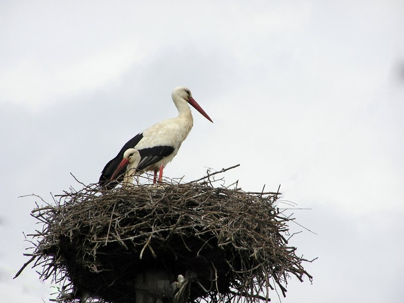 Журавль серый (Grus Grus Linnaeus, 1758)