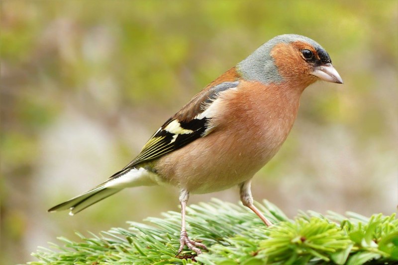 Зяблик (fringílla COÉLEBS)