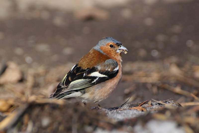 Fringilla COELEBS птенец