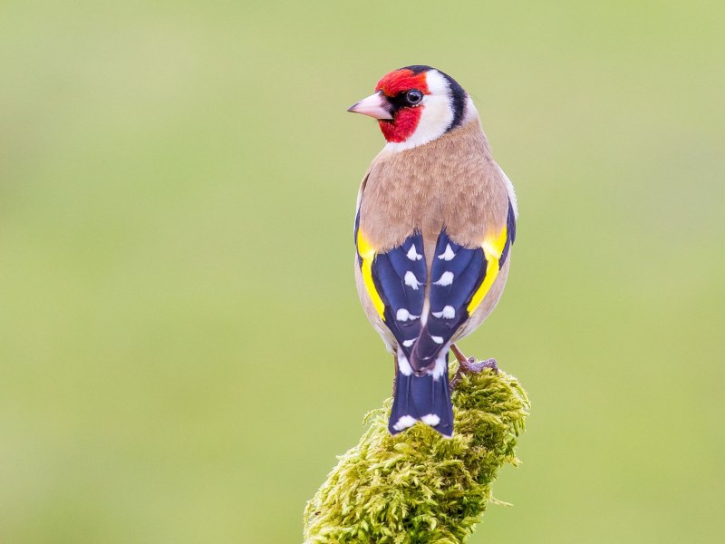 Щегол черноголовый Carduelis Carduelis