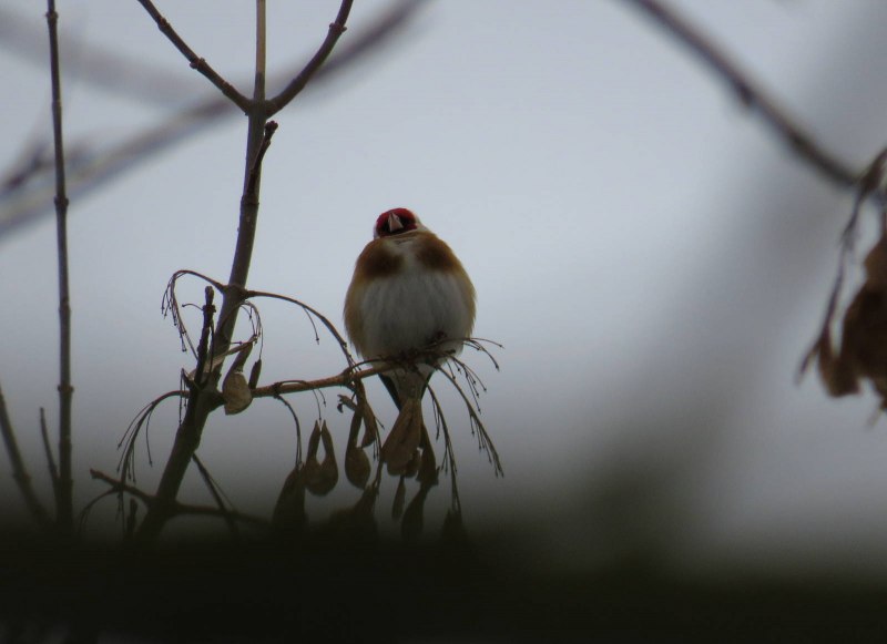 Bird logo