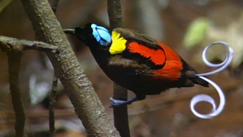 Cicinnurus magnificus