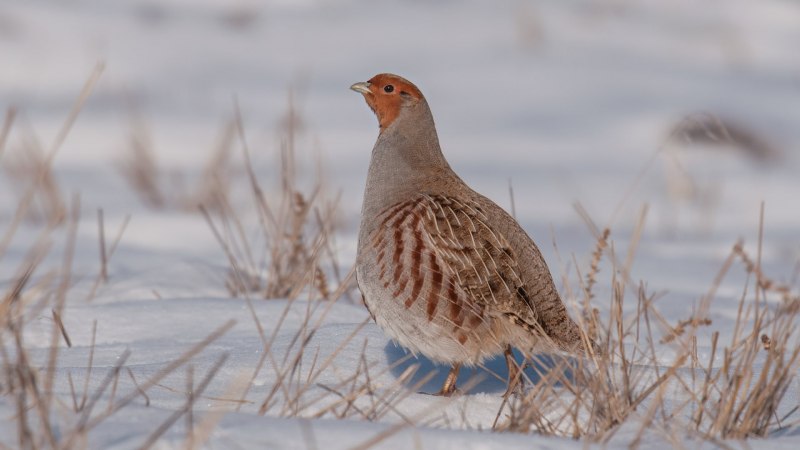 Серая куропатка (Perdix Perdix)