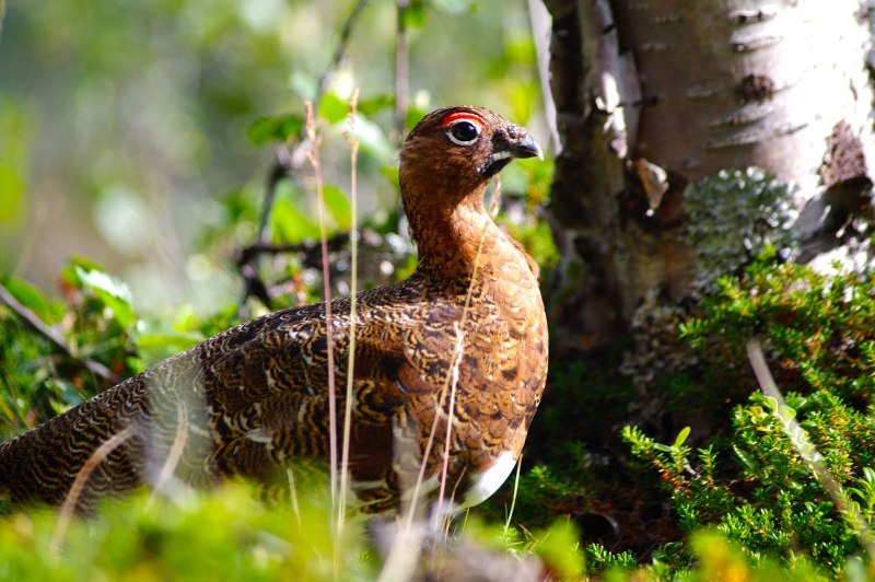 Серая куропатка (Perdix Perdix)