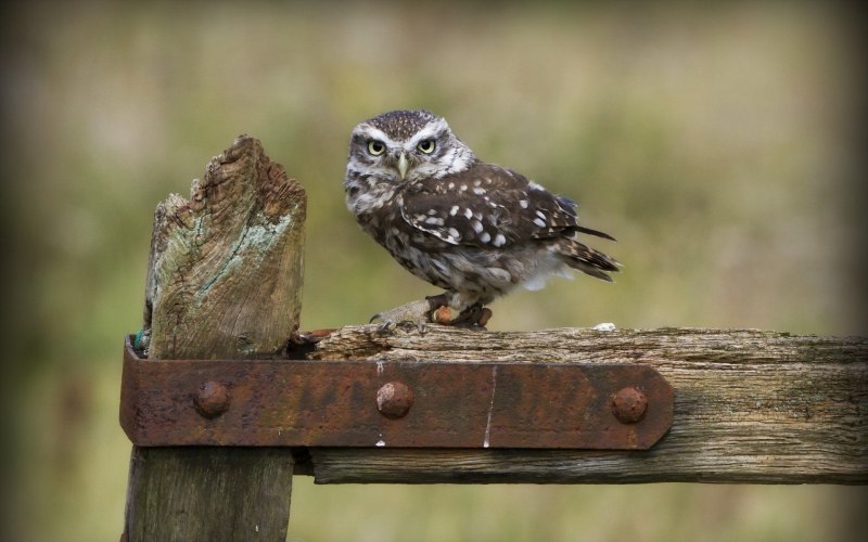 The Wild Sparrow