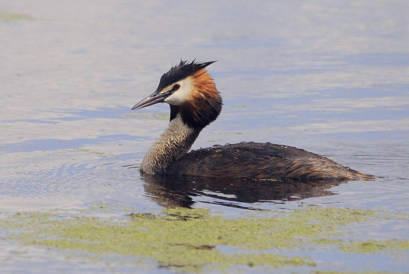 Garrulus glandarius