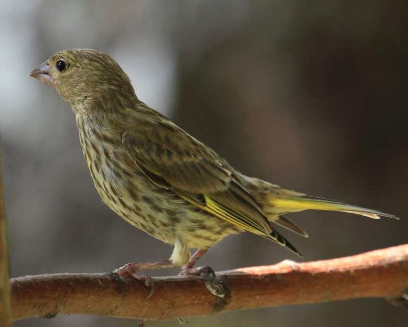Зеленушка (обыкновенная зеленушка) (Chloris Chloris (Carduelis Chloris))