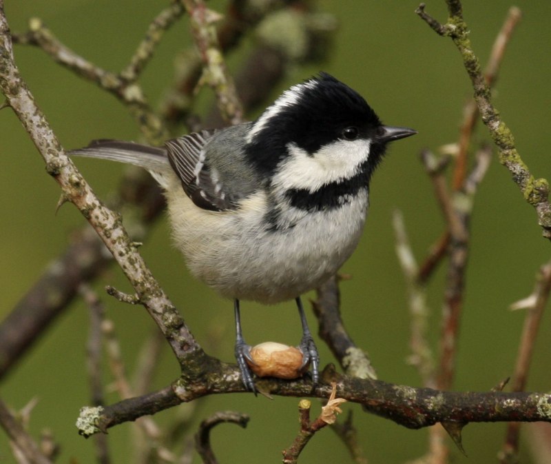 Синица серая (Parus cinereus)