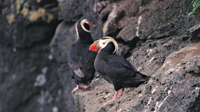 Кулик-сорока Haematopus ostralegus