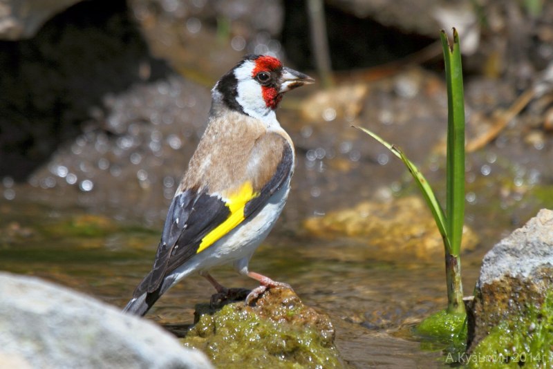 Щегол черноголовый Carduelis Carduelis