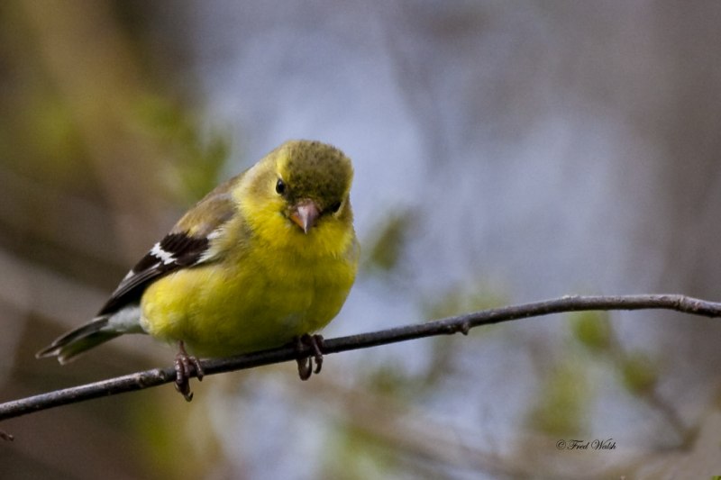 Goldfinch Bird male and female