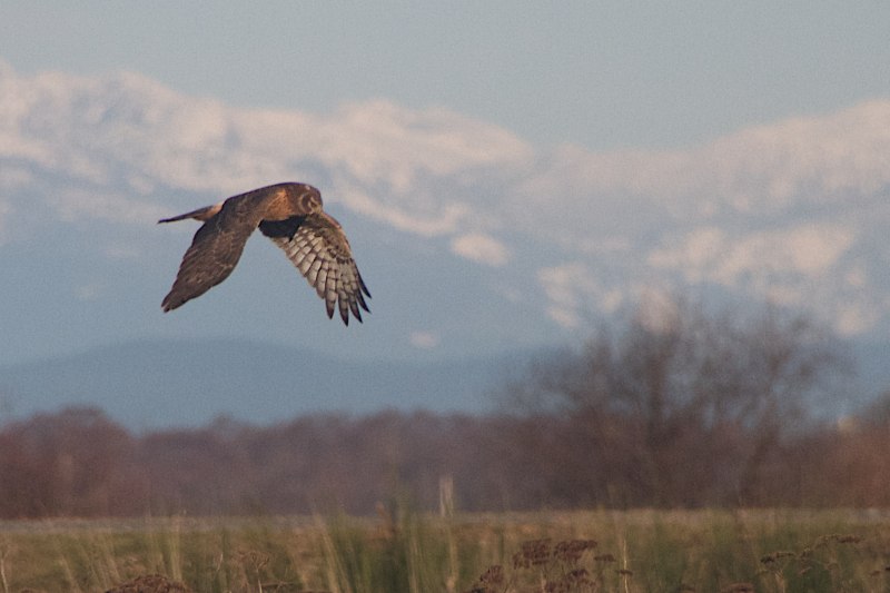 Marsh Harrier