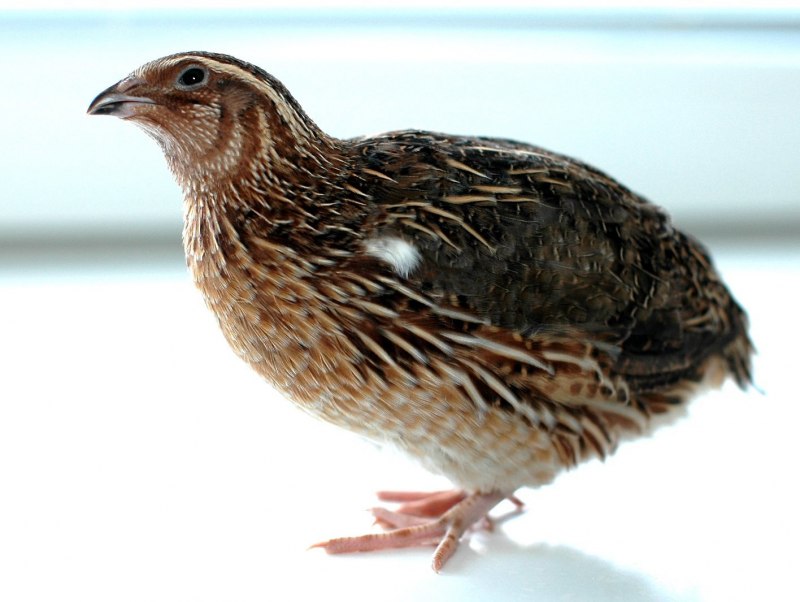 Японского перепела Coturnix japonica