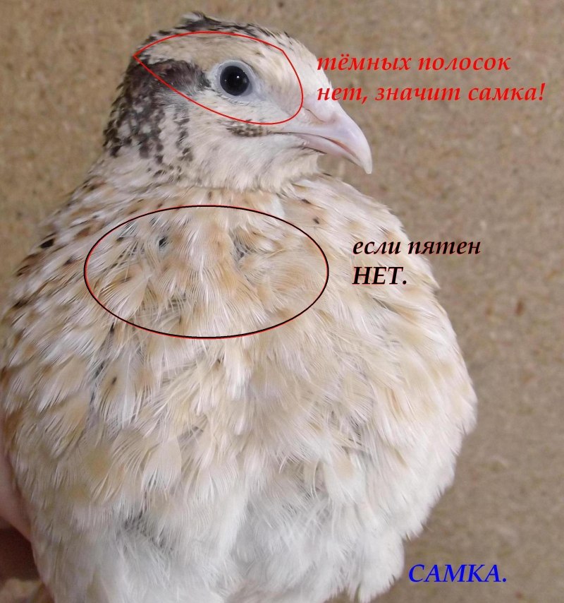 Маньчжурский бройлерный перепел