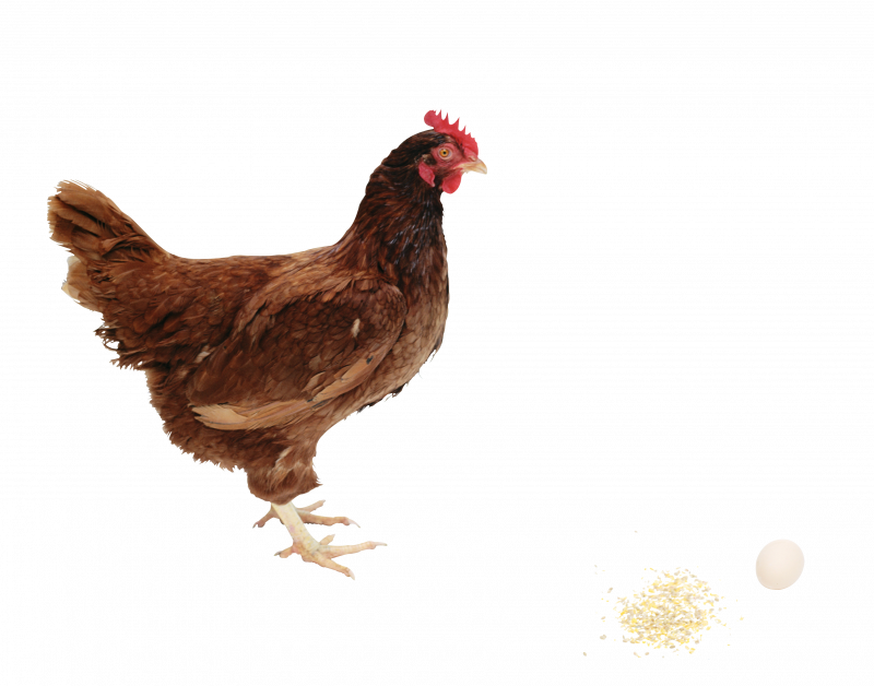Курица сидит