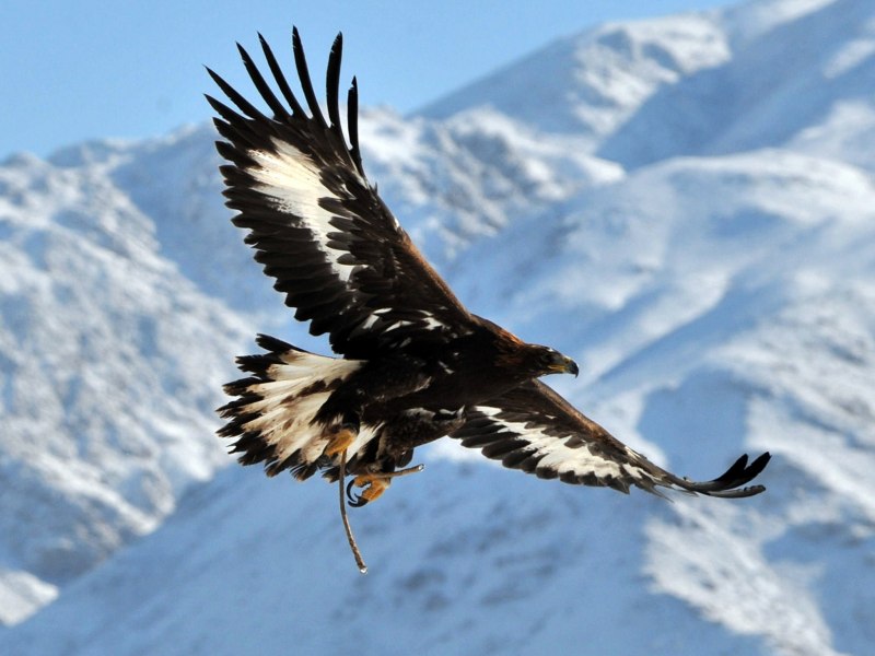 Лилия bald Eagle